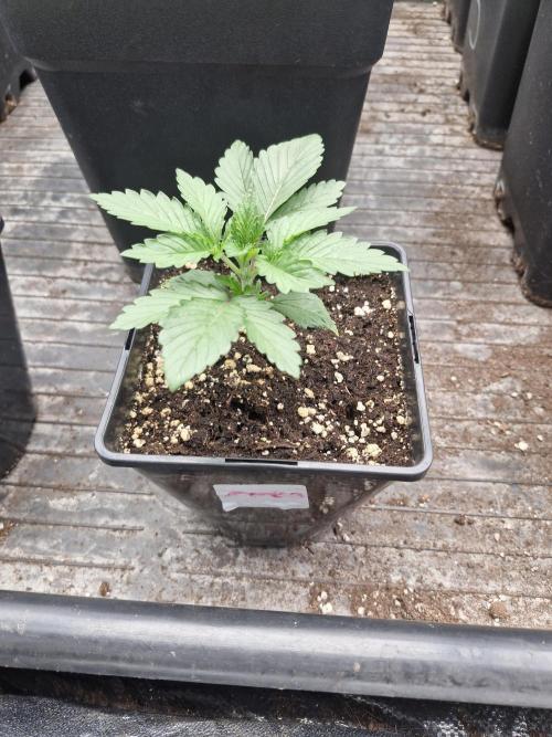 Gmo cookies pheno hunt. Week 3