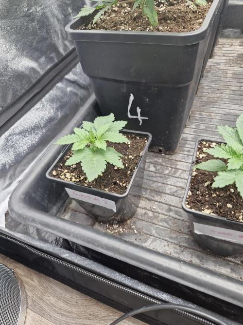 Gmo cookies pheno hunt. Week 3