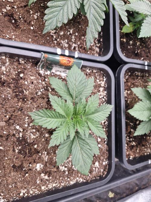 Gmo cookies pheno hunt. Week 3