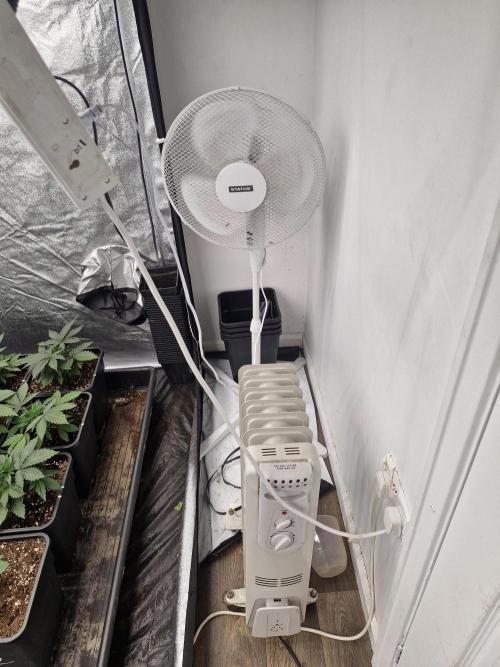 Gmo cookies pheno hunt. Week 3