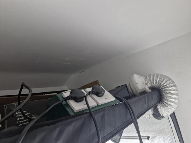 Gmo cookies pheno hunt. Week 3