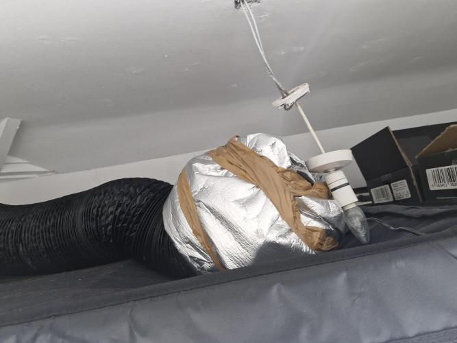 Unknown strain. Week 4