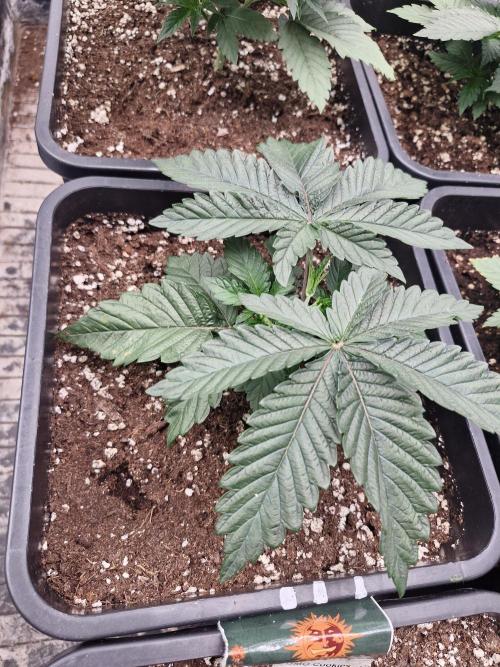 Unknown strain. Week 4