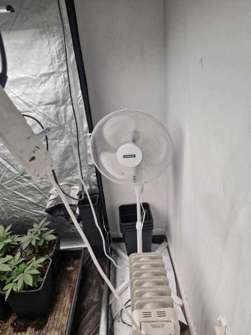 Cherry poppers pheno hunt. Week 4