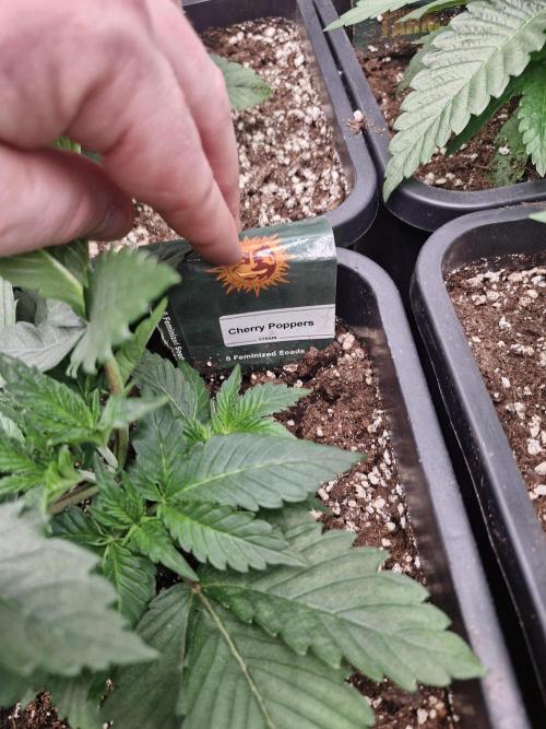 Cherry poppers pheno hunt. Week 4