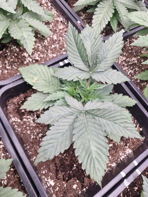 Cherry poppers pheno hunt. Week 4