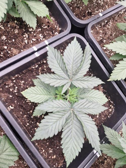 Cherry poppers pheno hunt. Week 4