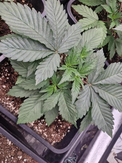 Cherry poppers pheno hunt. Week 4