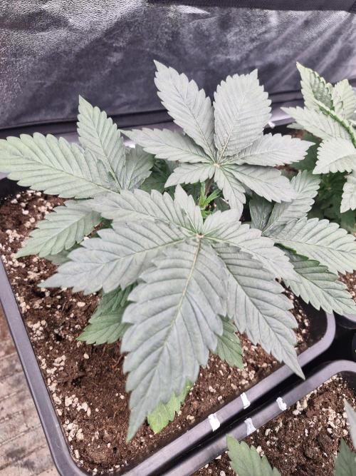 Cherry poppers pheno hunt. Week 4