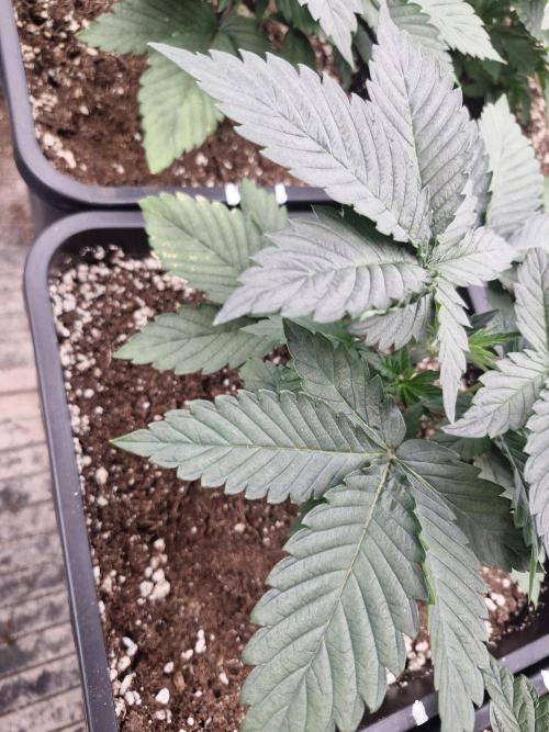 Cherry poppers pheno hunt. Week 4