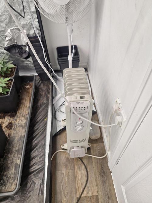 Blue dream pheno hunt. Week 4