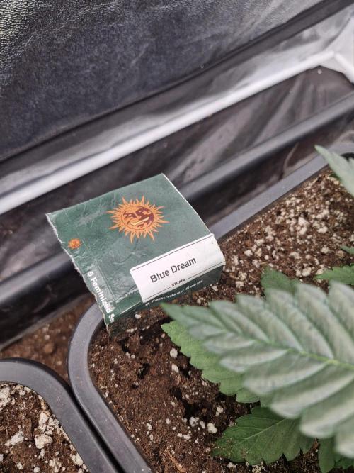 Blue dream pheno hunt. Week 4