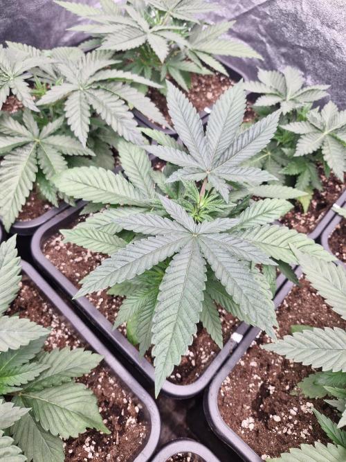 Blue dream pheno hunt. Week 4