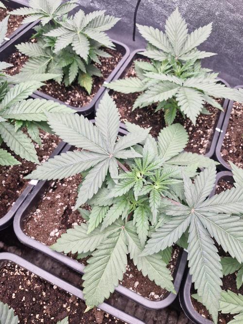 Blue dream pheno hunt. Week 4