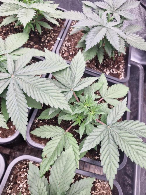 Blue dream pheno hunt. Week 4