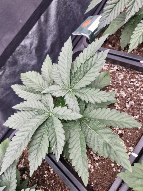 Blue dream pheno hunt. Week 4