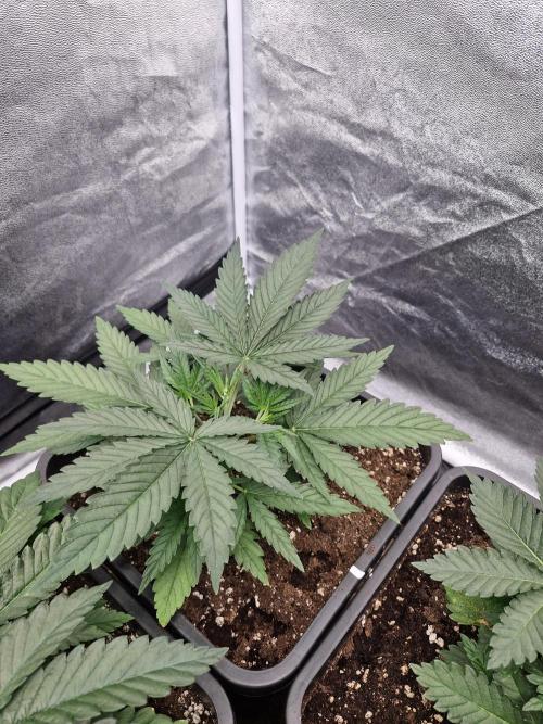 Blue dream pheno hunt. Week 4
