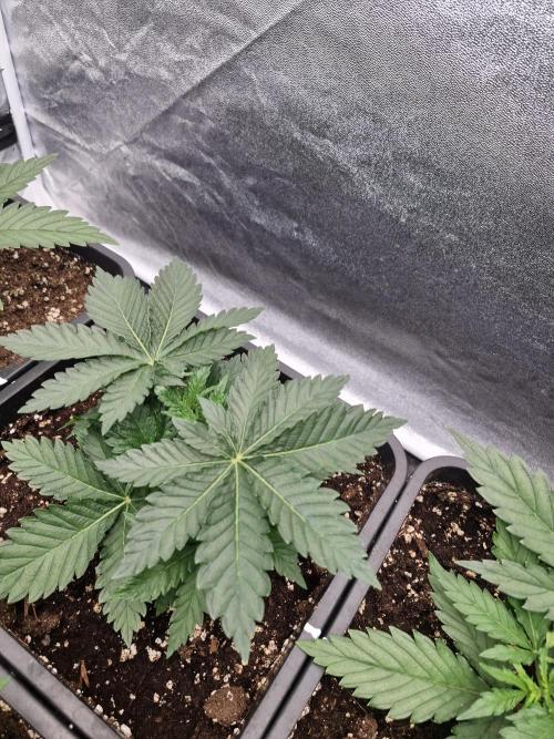 Blue dream pheno hunt. Week 4