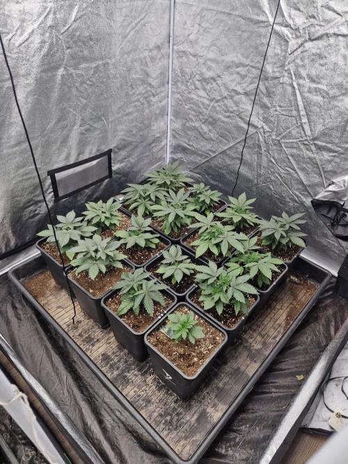 Blue dream pheno hunt. Week 4