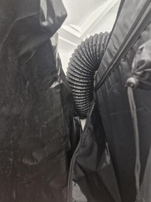 Blue dream pheno hunt. Week 4