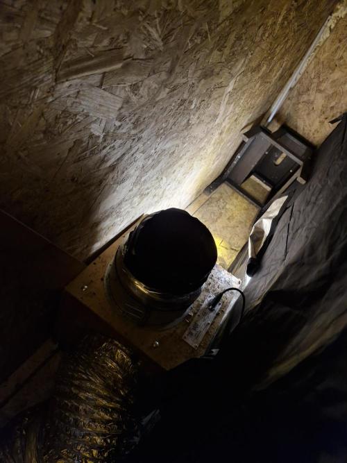 Rs11 pheno hunt. Week 4