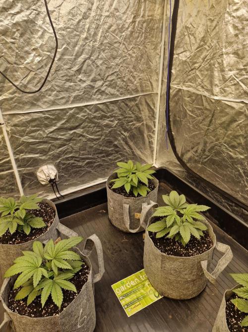 Rs11 pheno hunt. Week 4