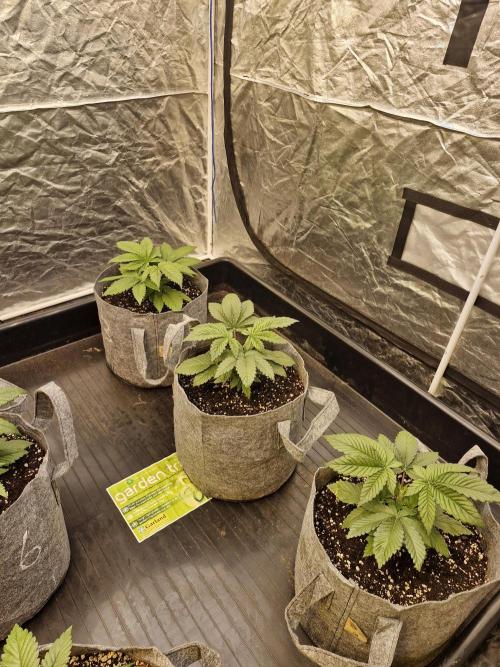 Rs11 pheno hunt. Week 4