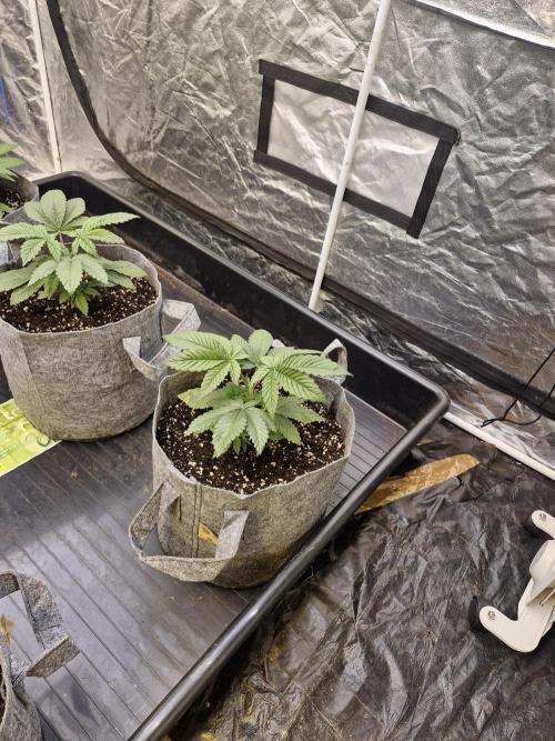 Rs11 pheno hunt. Week 4