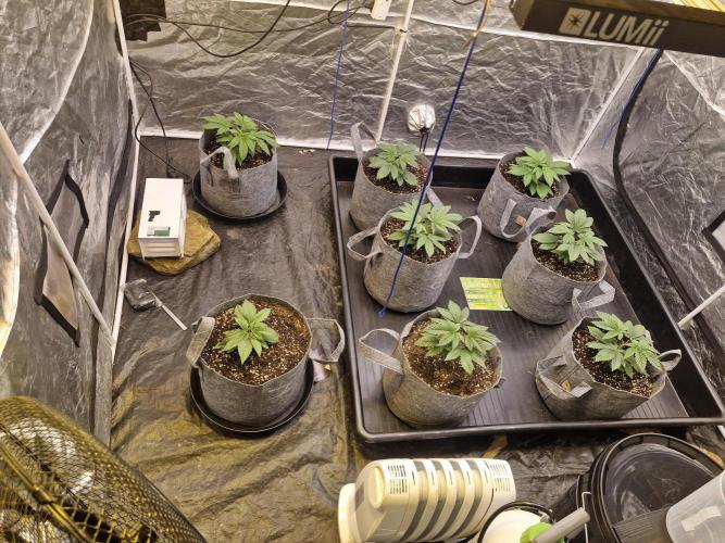 Rs11 pheno hunt. Week 4