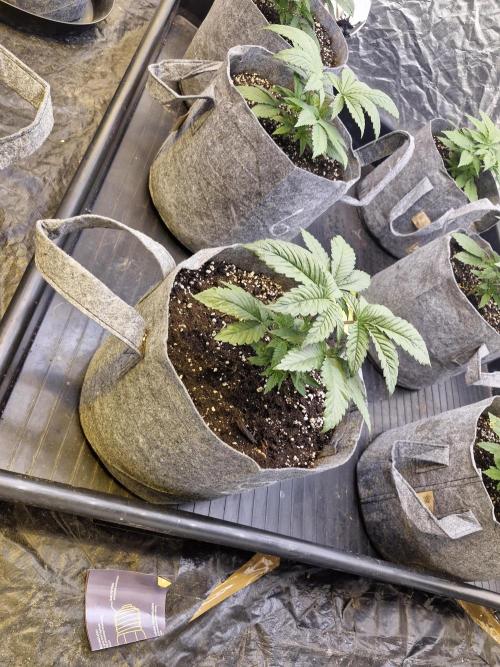 Rs11 pheno hunt. Week 4