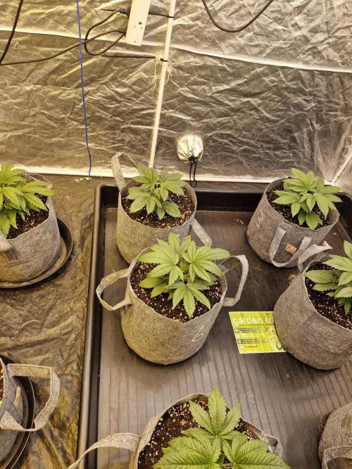 Rs11 pheno hunt. Week 4