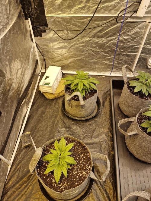 Rs11 pheno hunt. Week 4