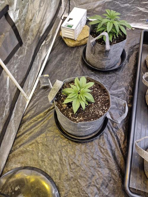 Rs11 pheno hunt. Week 4