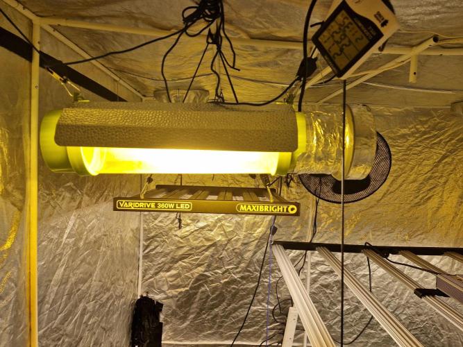 Rs11 pheno hunt. Week 4