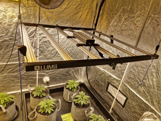 Rs11 pheno hunt. Week 4