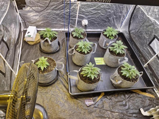 Rs11 pheno hunt. Week 4