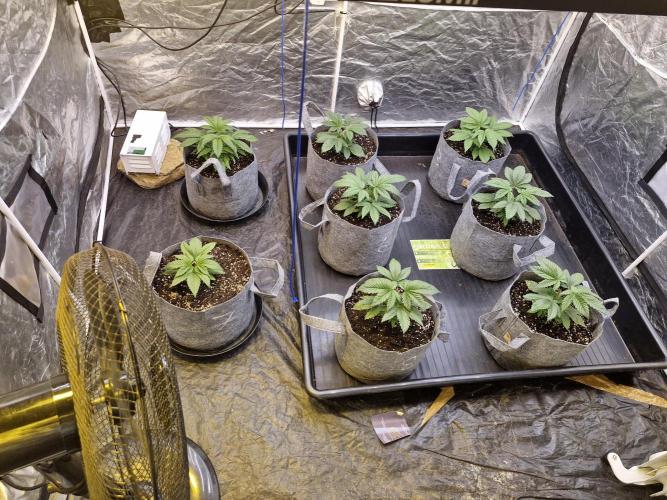 Rs11 pheno hunt. Week 4