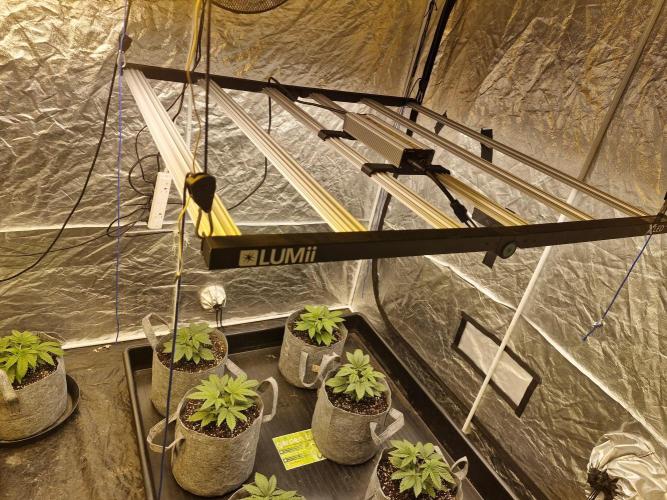 Rs11 pheno hunt. Week 4