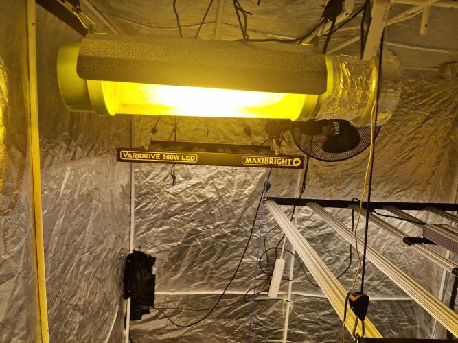 Rs11 pheno hunt. Week 4