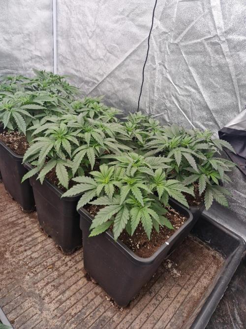 Blue dream pheno hunt. Week 5