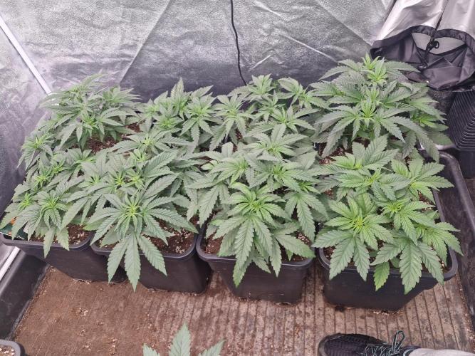 Blue dream pheno hunt. Week 5