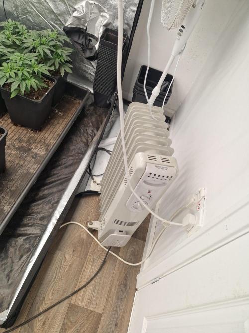 Cherry poppers pheno hunt. Week 5