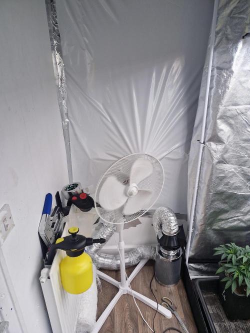 Cherry poppers pheno hunt. Week 5