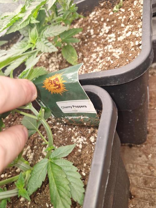 Cherry poppers pheno hunt. Week 5