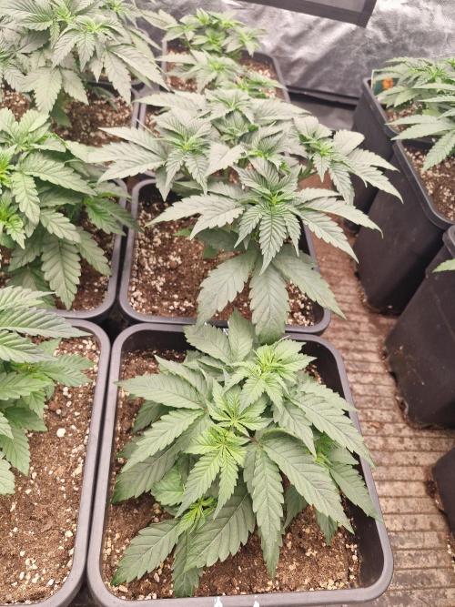 Cherry poppers pheno hunt. Week 5