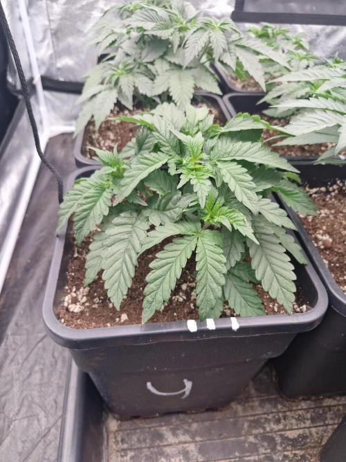 Unknown strain. Week 5