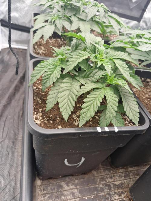 Unknown strain. Week 5