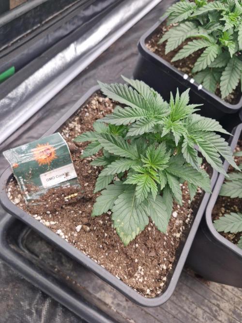 Gmo cookies pheno hunt. Week 4