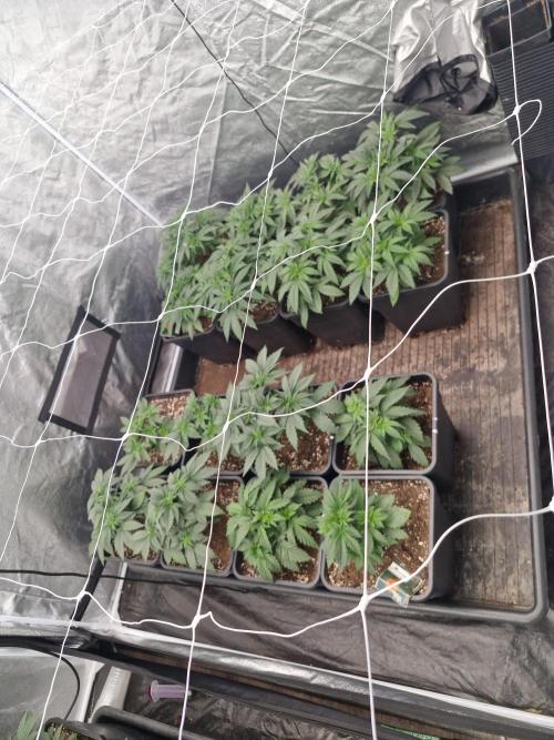 Gmo cookies pheno hunt. Week 4