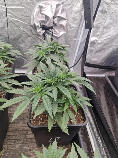 Stardawg pheno hunt. Week 5